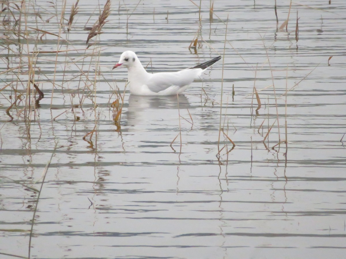 Lachmöwe - ML646359239