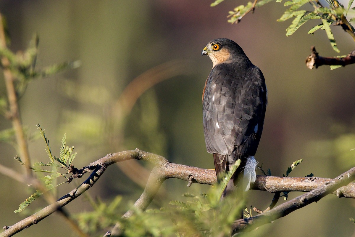 Sharp-shinned Hawk - ML646359242