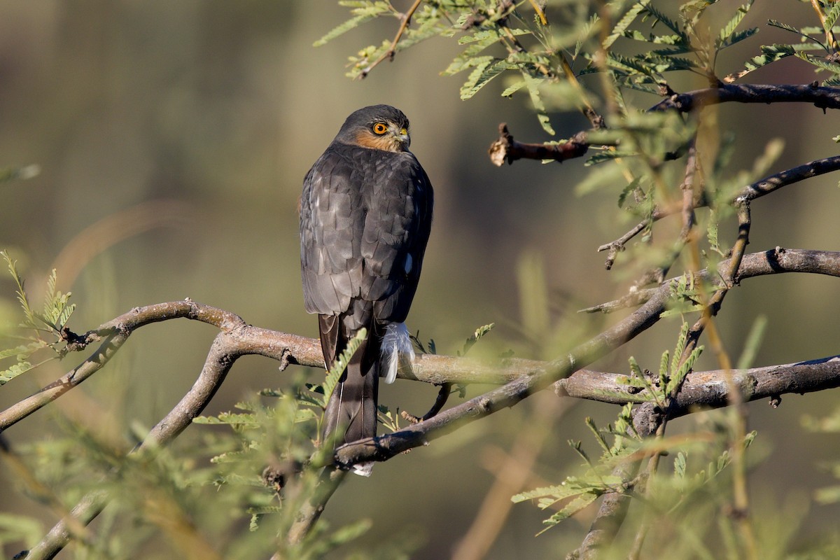Sharp-shinned Hawk - ML646359243