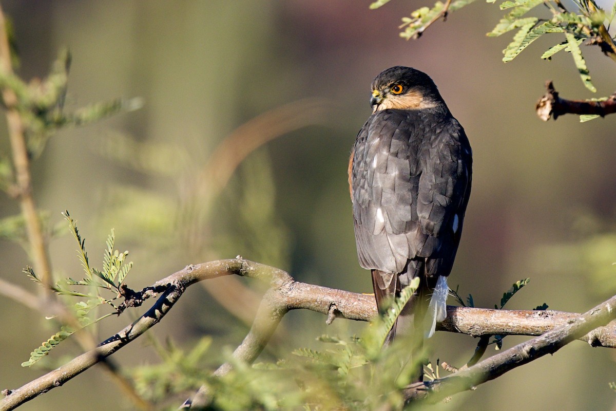 Sharp-shinned Hawk - ML646359244