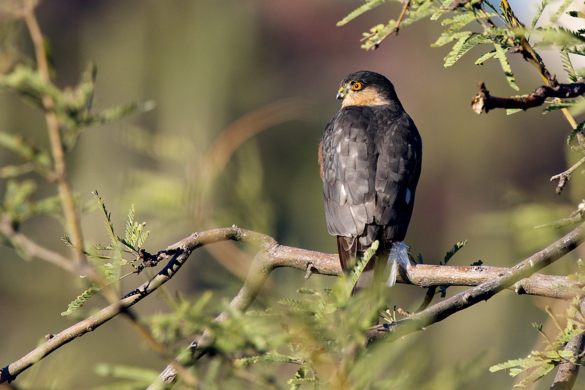 Sharp-shinned Hawk - ML646359247