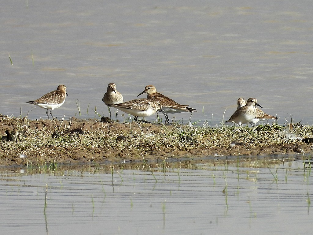 ヒメウズラシギ - ML646359248