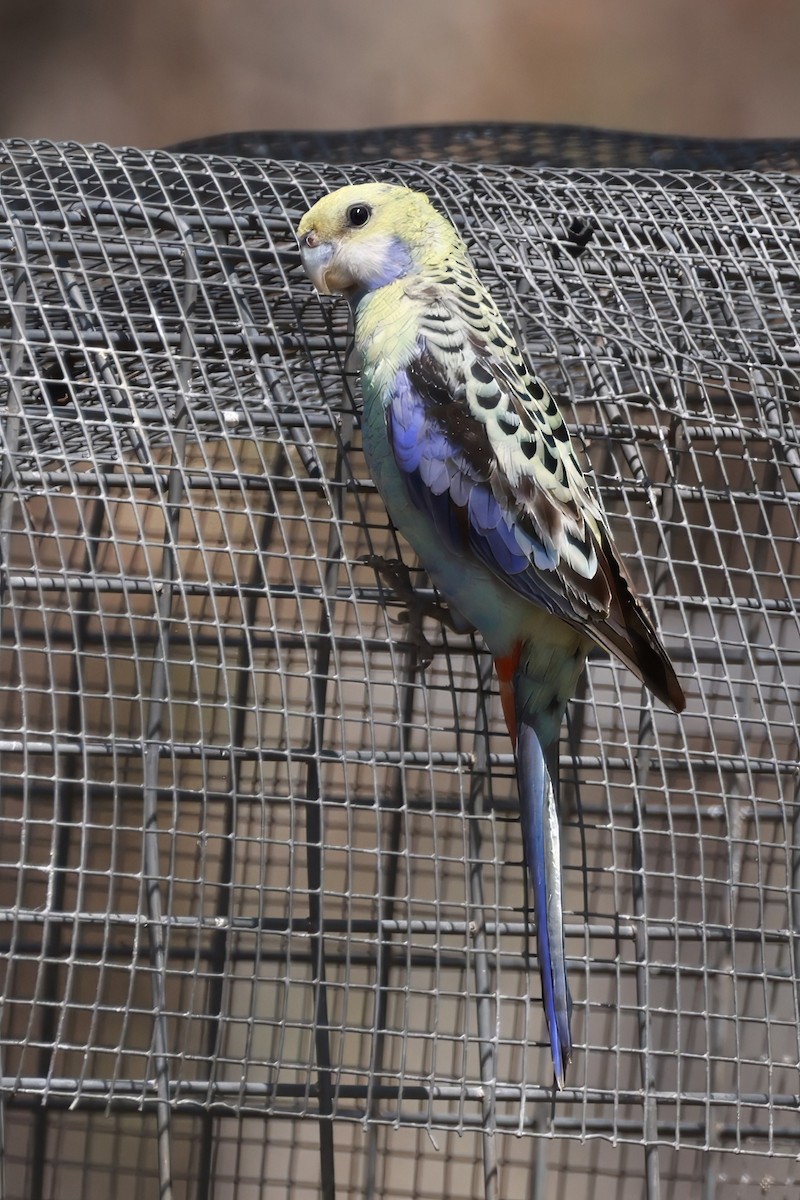 Pale-headed Rosella - ML646359249
