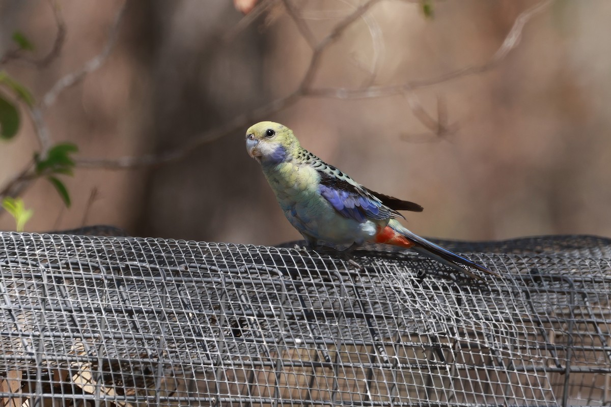 Pale-headed Rosella - ML646359250
