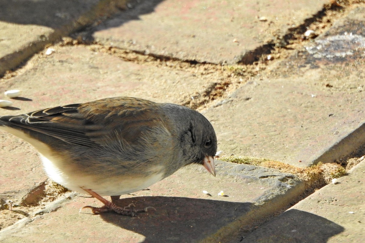 Dark-eyed Junco - ML646359253