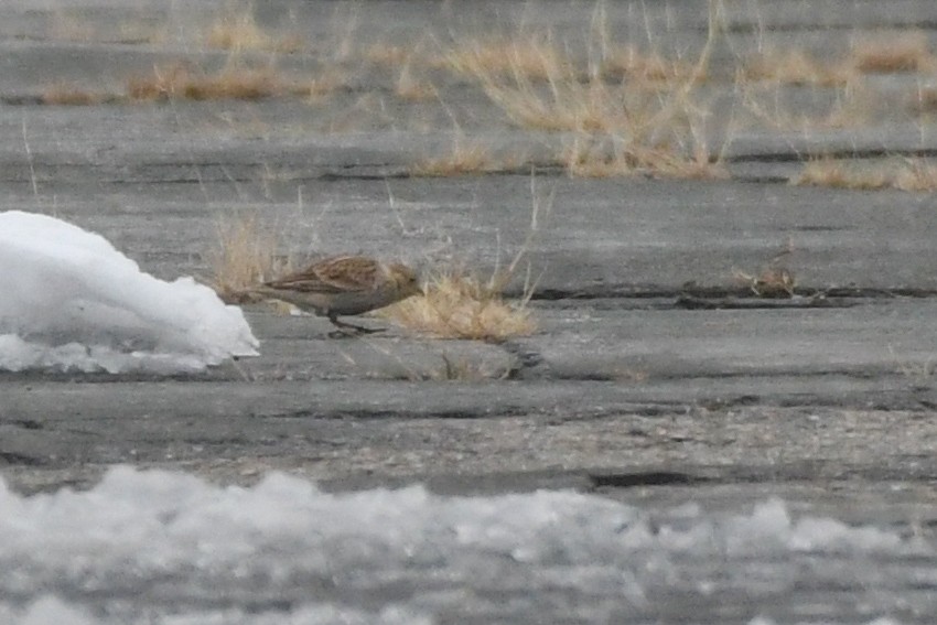 Chestnut-collared Longspur - ML646359254