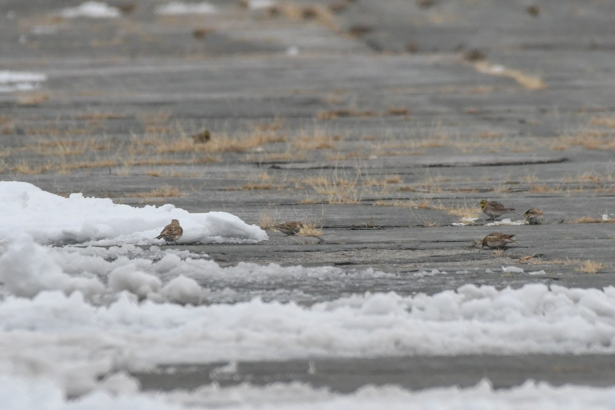 Chestnut-collared Longspur - ML646359255