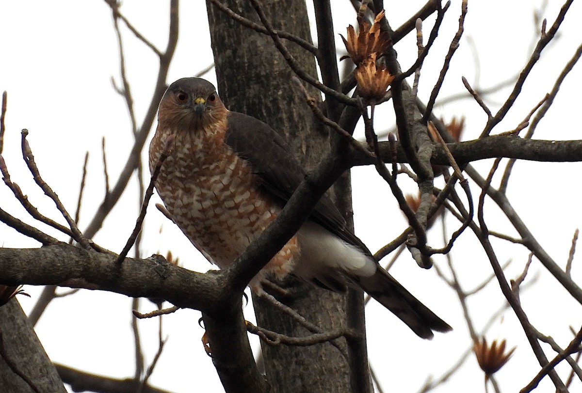 krahujec americký - ML646359257