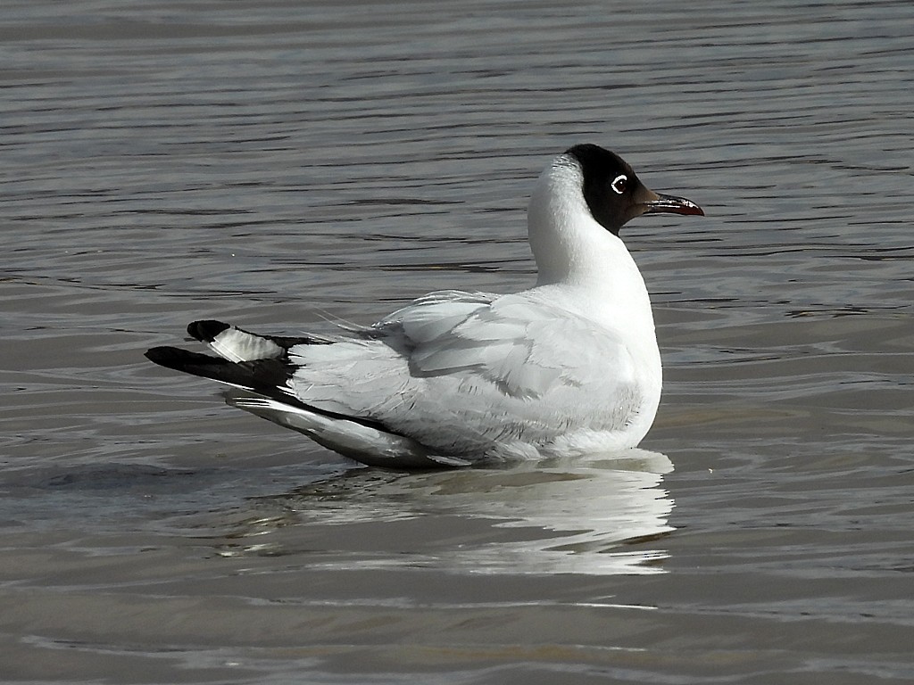 Andean Gull - ML646359258