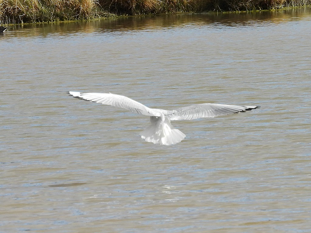 Andean Gull - ML646359259