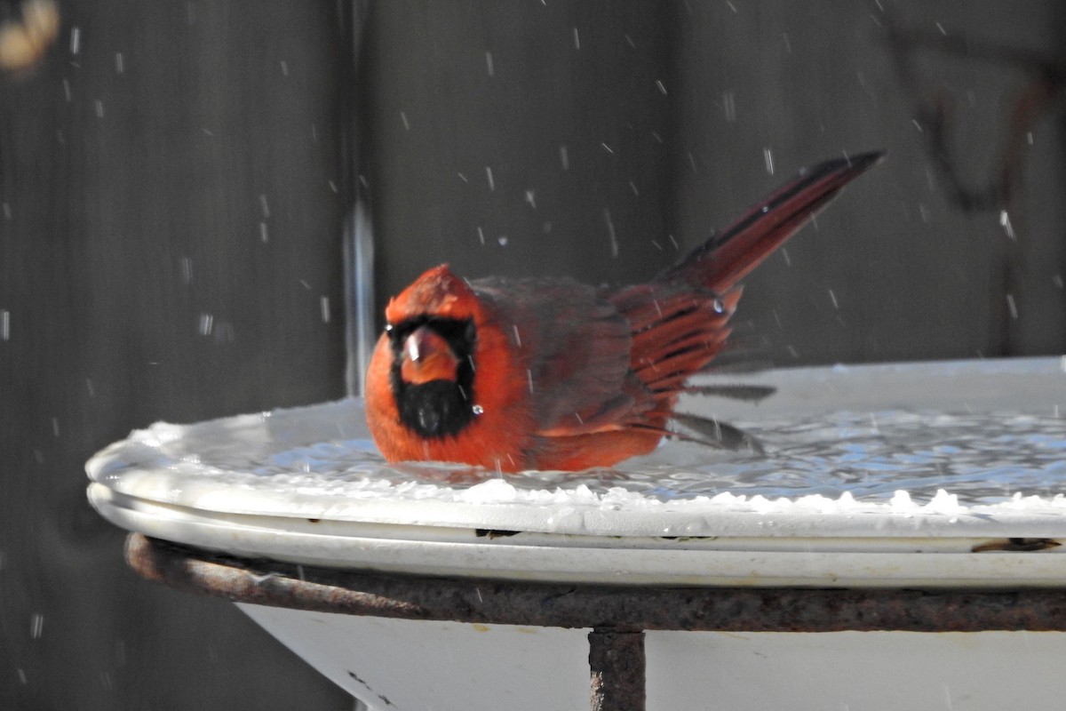 Northern Cardinal - ML646359260