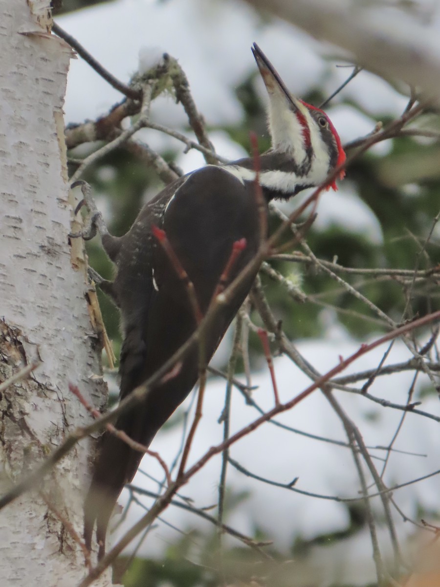 Picamaderos Norteamericano - ML646359262