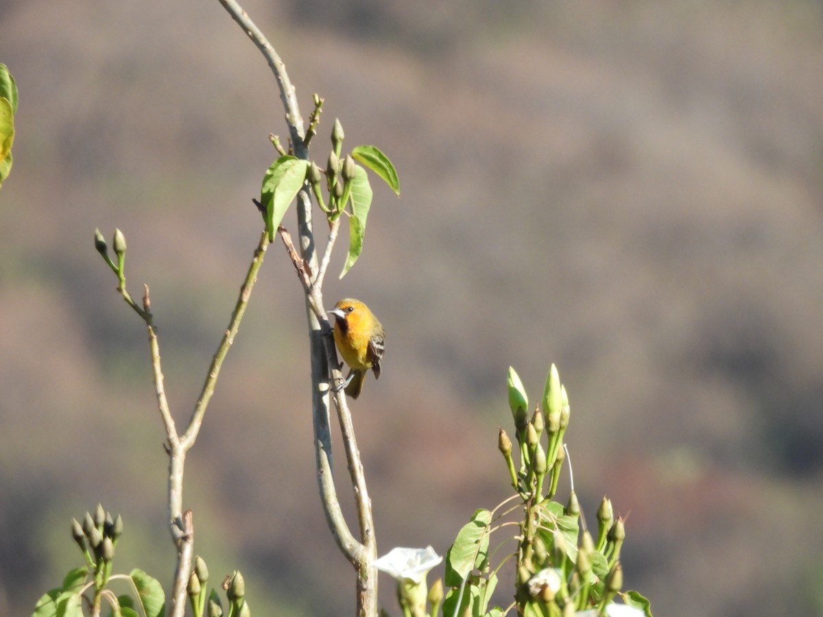 Streak-backed Oriole - ML646359266