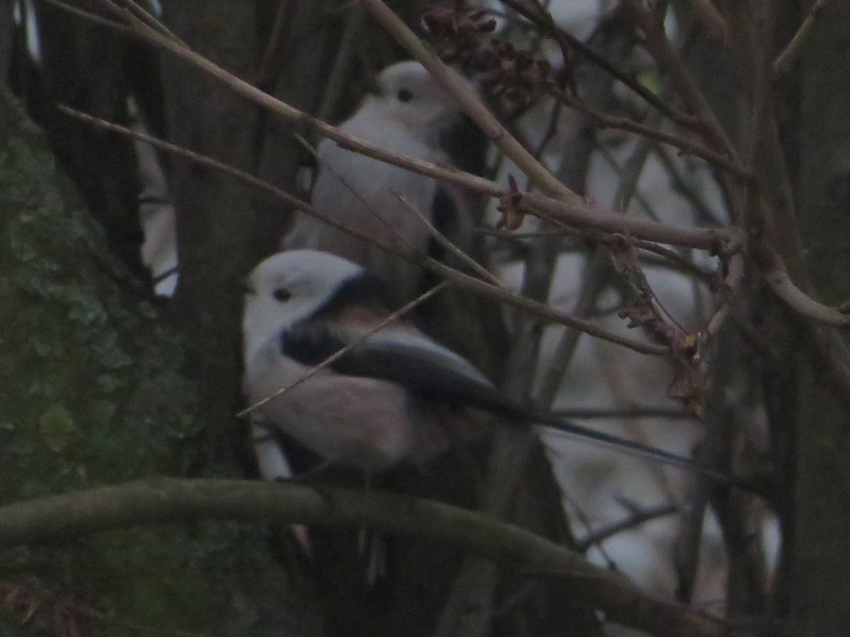 Long-tailed Tit (caudatus) - ML646359267