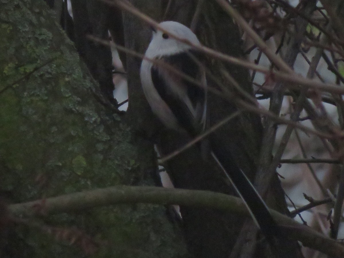 Long-tailed Tit (caudatus) - ML646359268