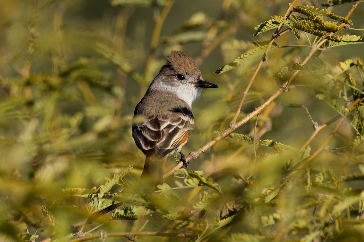 Ash-throated Flycatcher - ML646359270