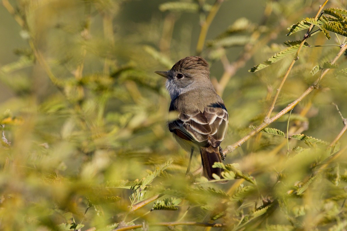 Ash-throated Flycatcher - ML646359271