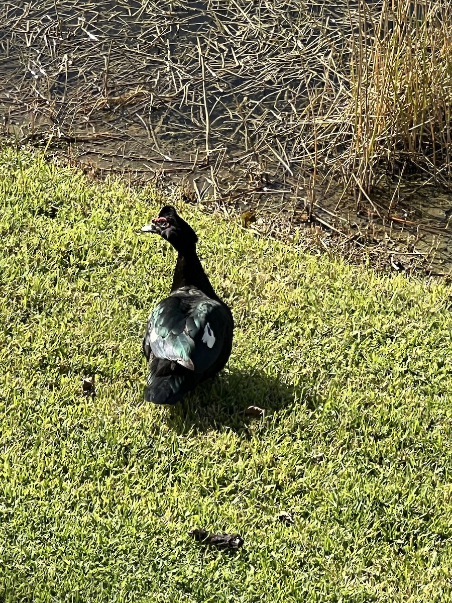 Ahate musketaduna (etxekoa) - ML646359283