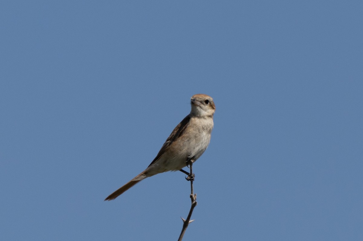 Isabellwürger - ML646359284