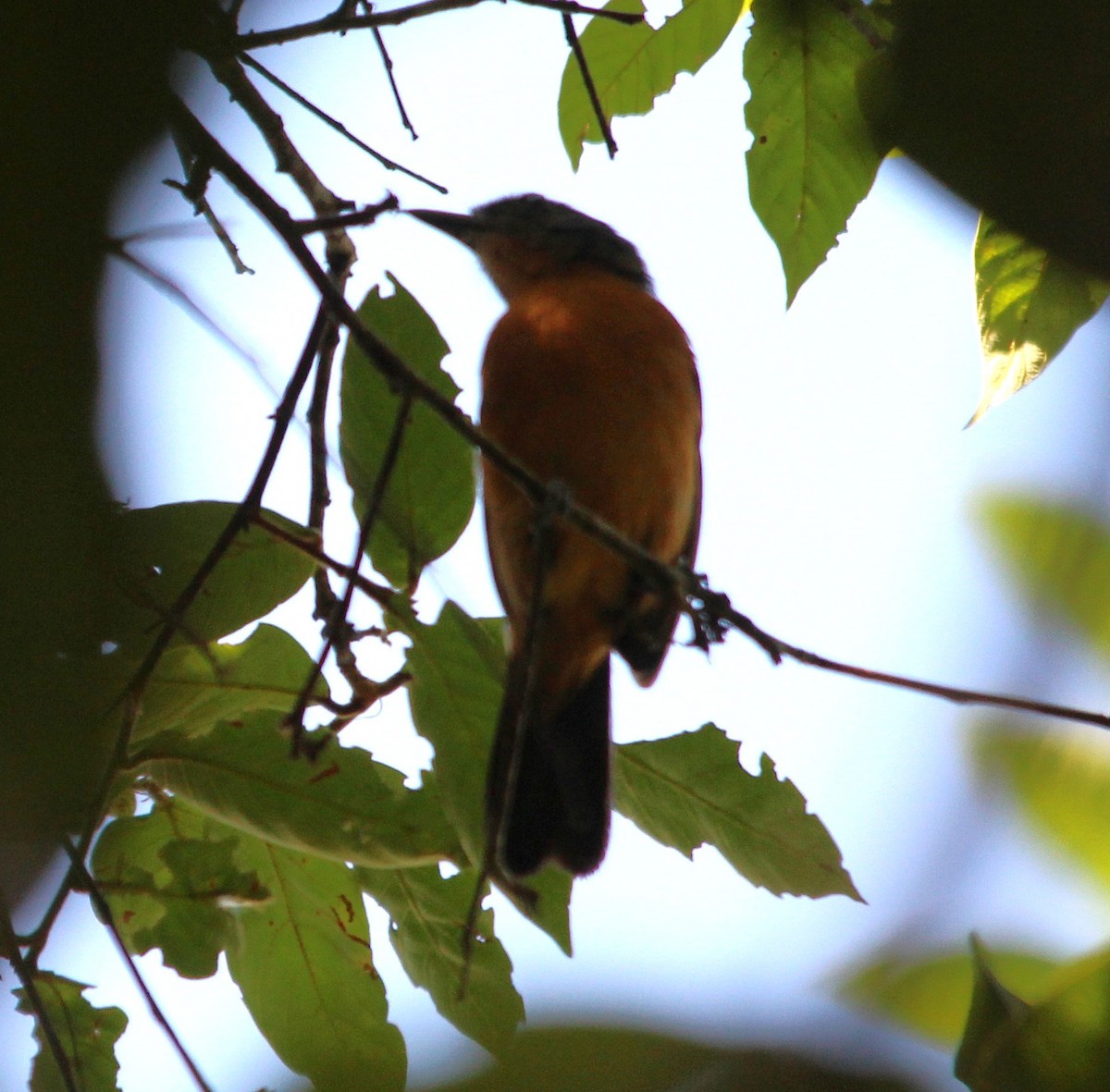Acre Antshrike - ML646359285