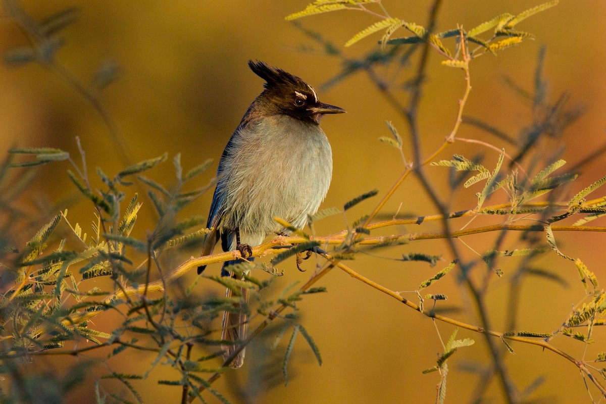 Steller's Jay - ML646359286