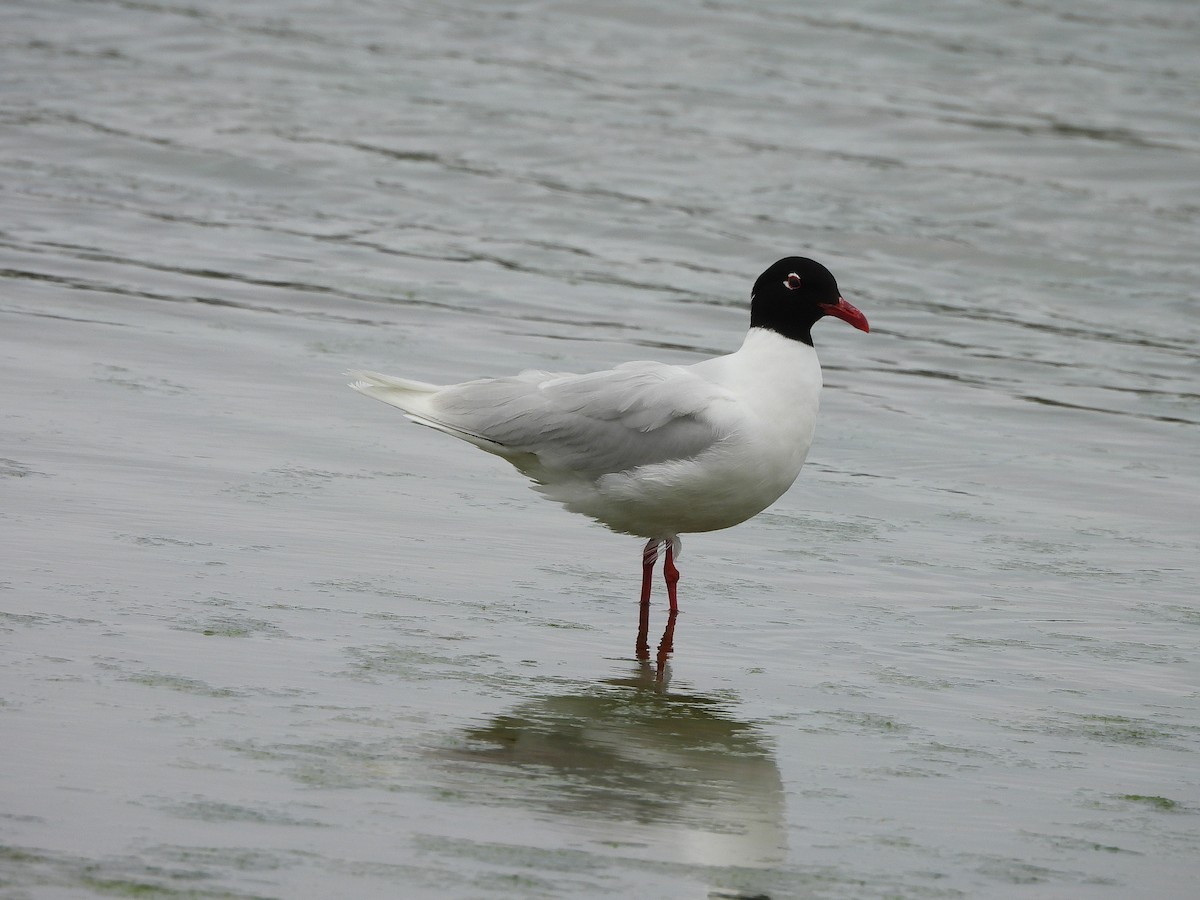 Mediterranean Gull - ML646359287