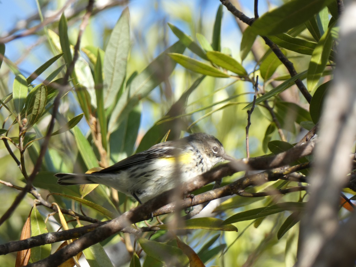 Yellow-rumped Warbler - ML646359290