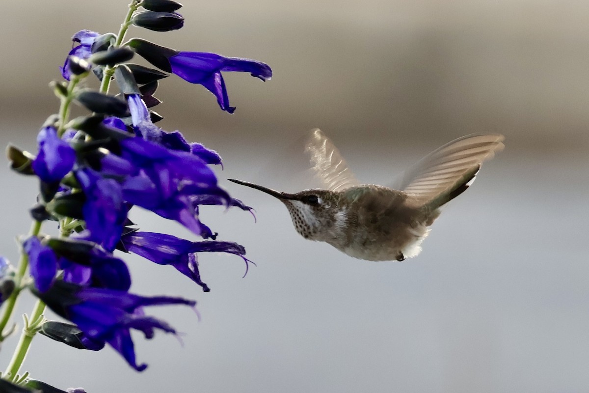 Black-chinned Hummingbird - ML646359296