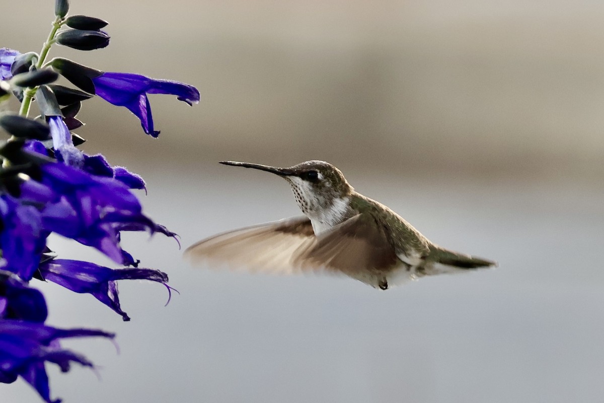 Black-chinned Hummingbird - ML646359297