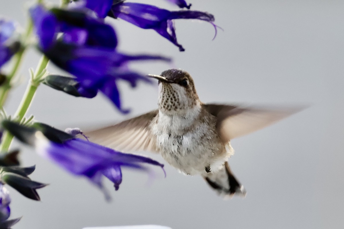Black-chinned Hummingbird - ML646359299