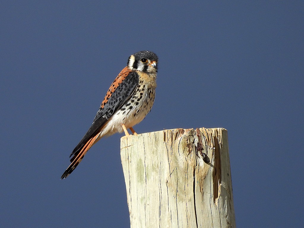 アメリカチョウゲンボウ - ML646359302