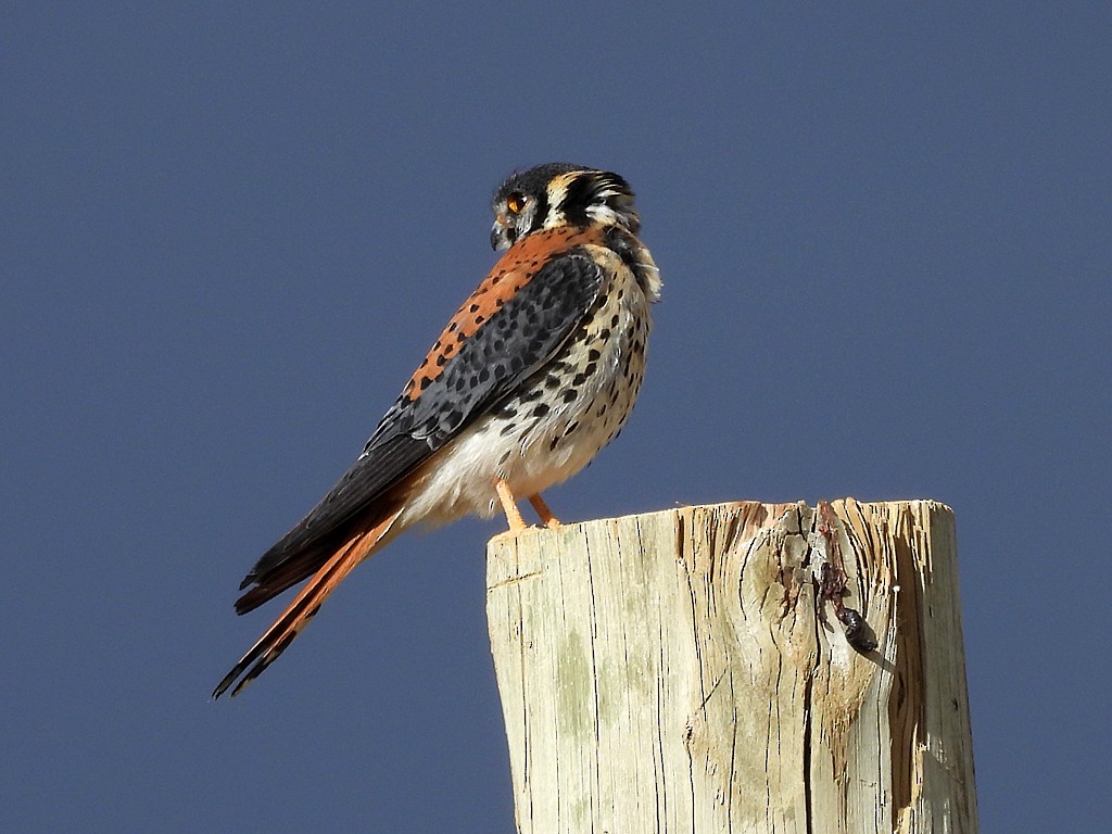 アメリカチョウゲンボウ - ML646359303