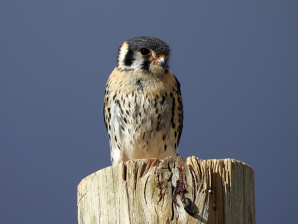 アメリカチョウゲンボウ - ML646359304