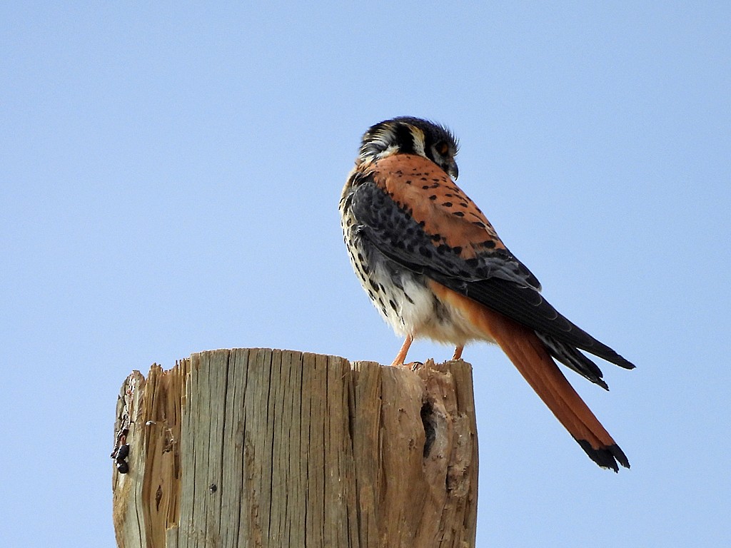 アメリカチョウゲンボウ - ML646359305