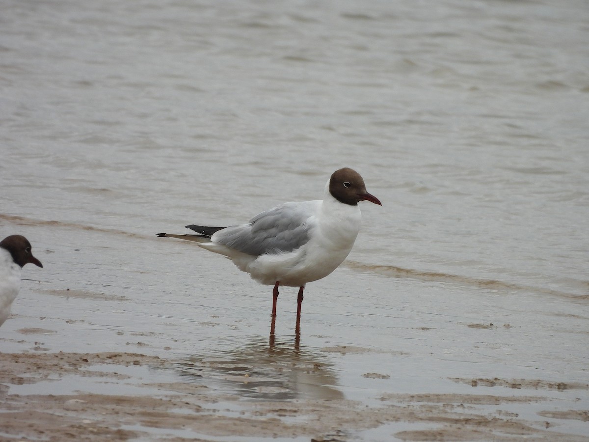 Black-headed Gull - ML646359306