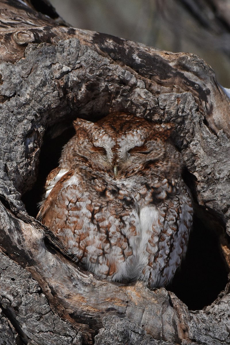 Eastern Screech-Owl - ML646359307