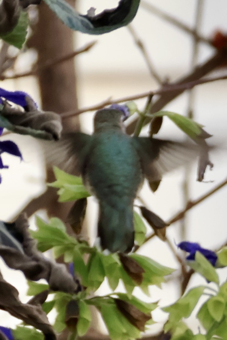Black-chinned Hummingbird - ML646359320