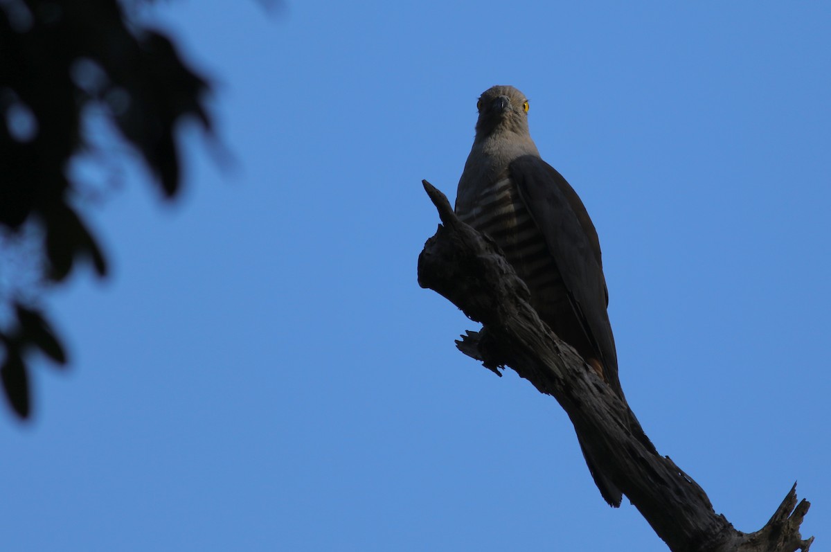 Pacific Baza - ML646359324