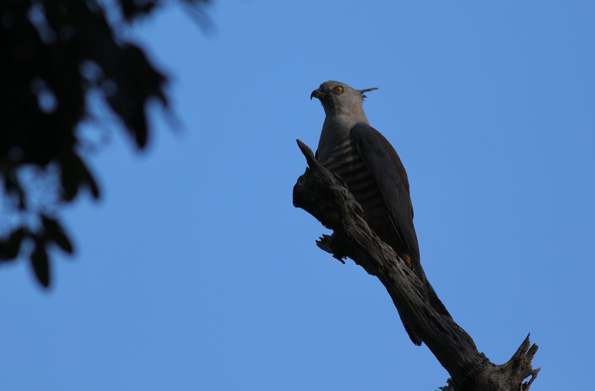 Pacific Baza - ML646359325