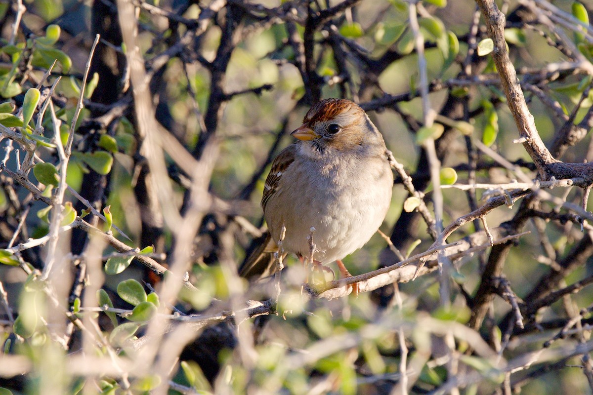 White-crowned Sparrow - ML646359326