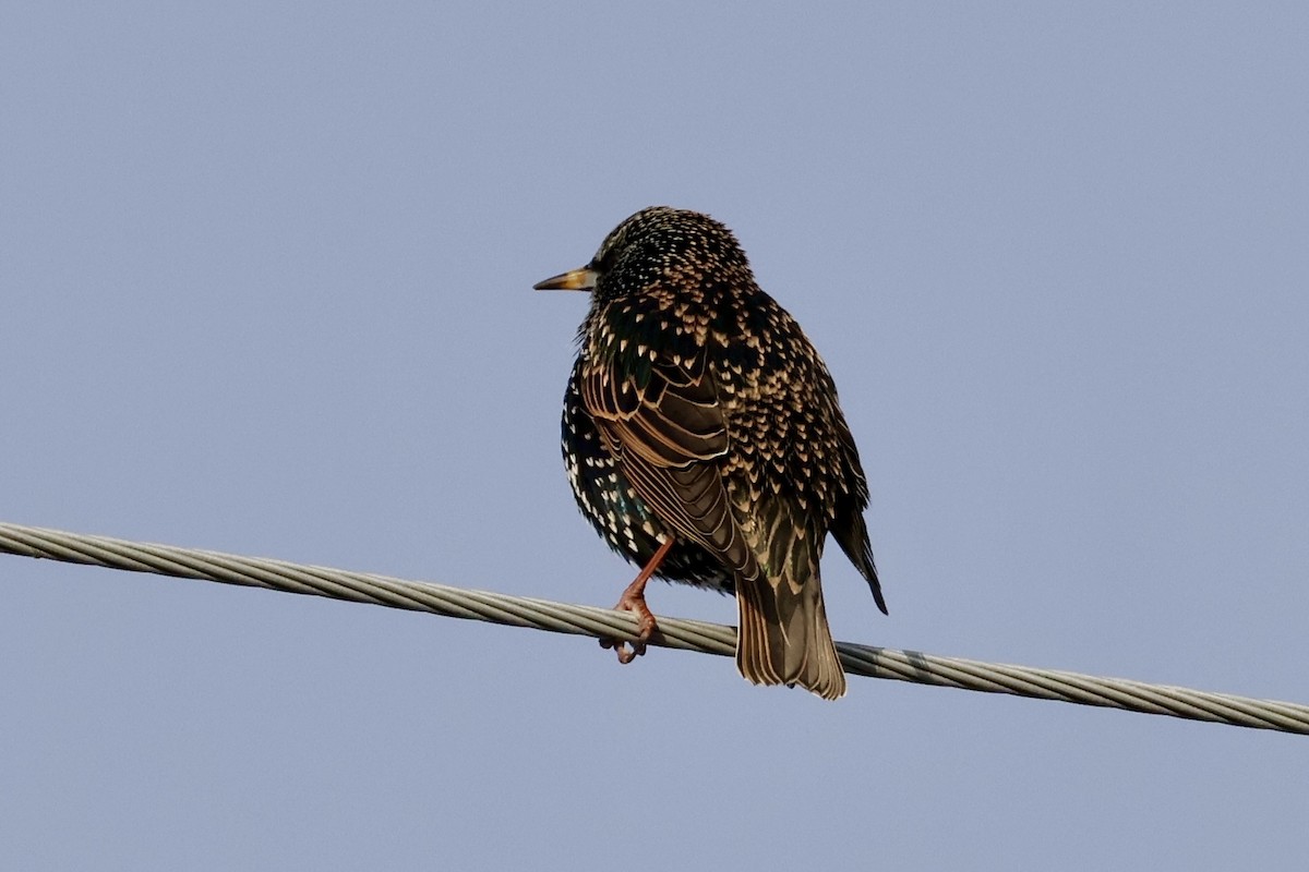 European Starling - ML646359328