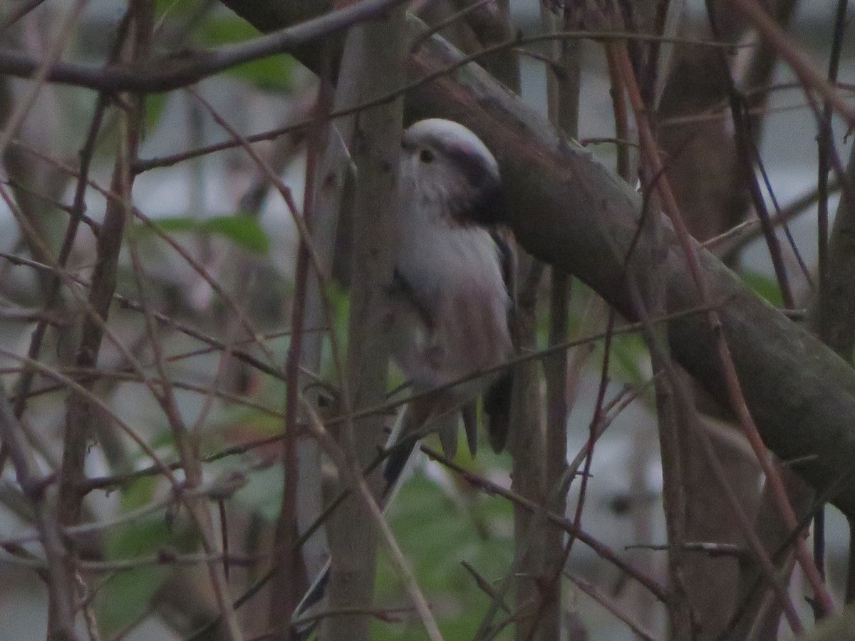 Long-tailed Tit (europaeus Group) - ML646359335
