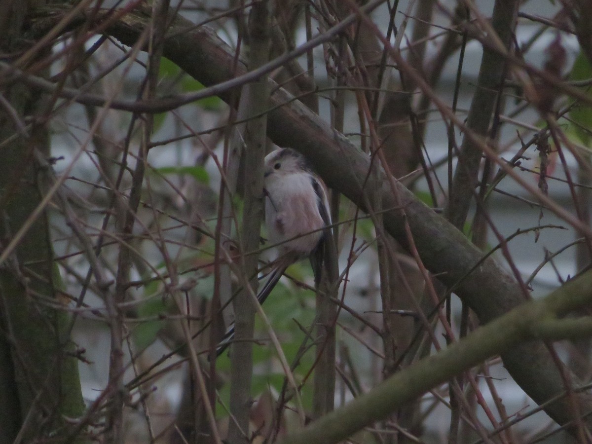 Long-tailed Tit (europaeus Group) - ML646359336
