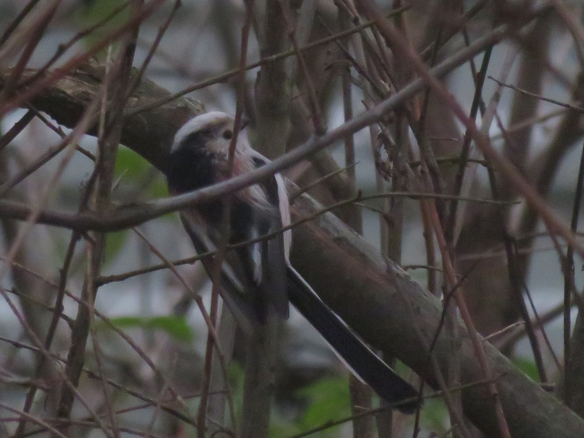 Long-tailed Tit (europaeus Group) - ML646359337