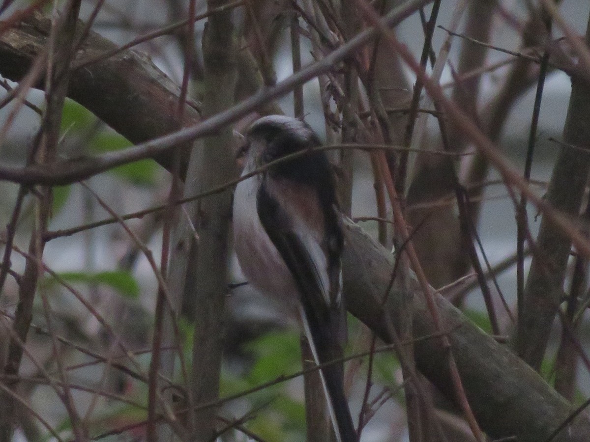Long-tailed Tit (europaeus Group) - ML646359338