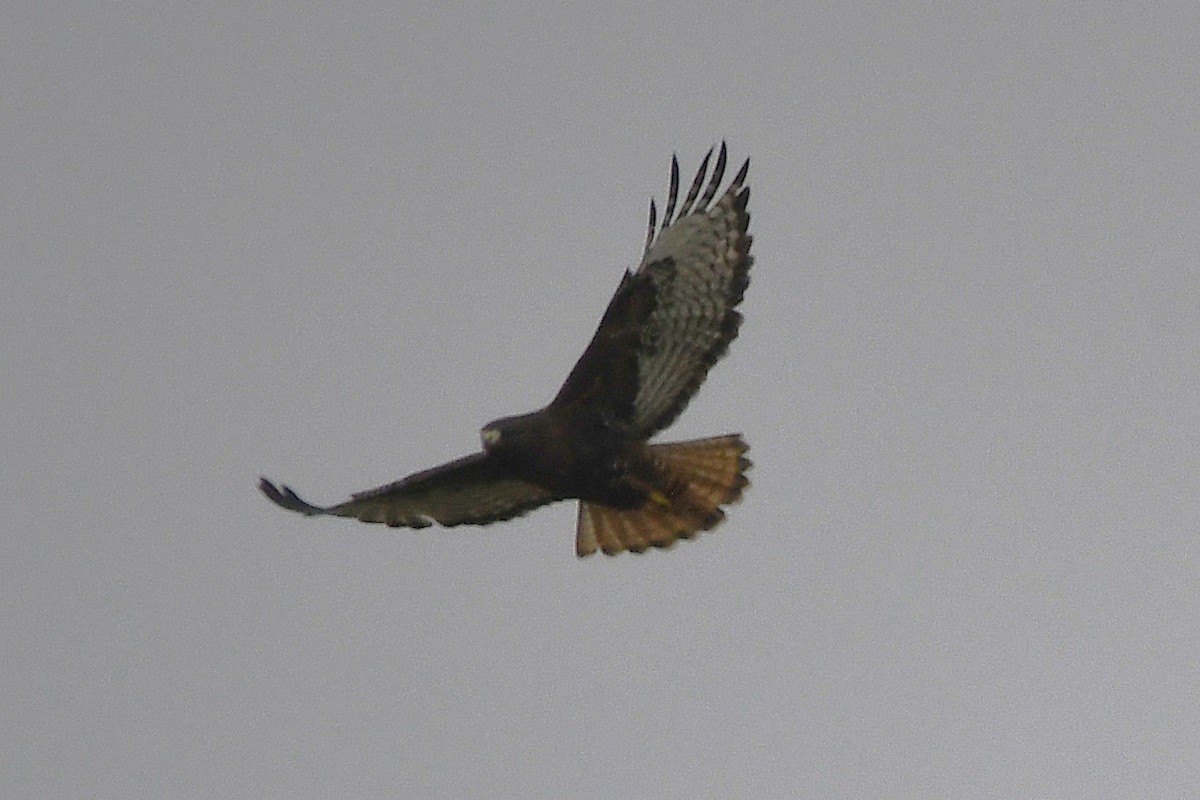 Red-tailed Hawk (abieticola) - ML646359339