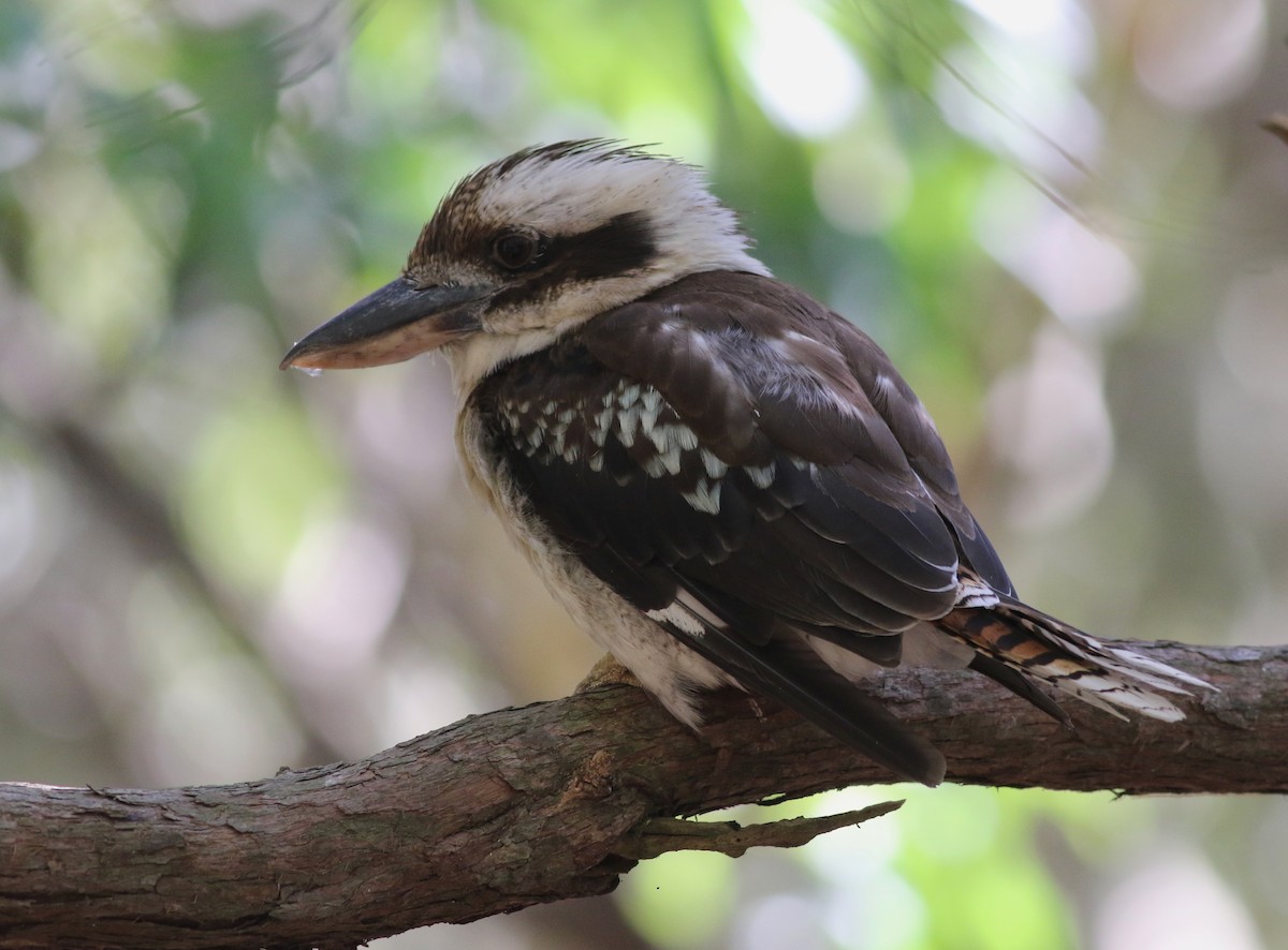 Laughing Kookaburra - ML646359340