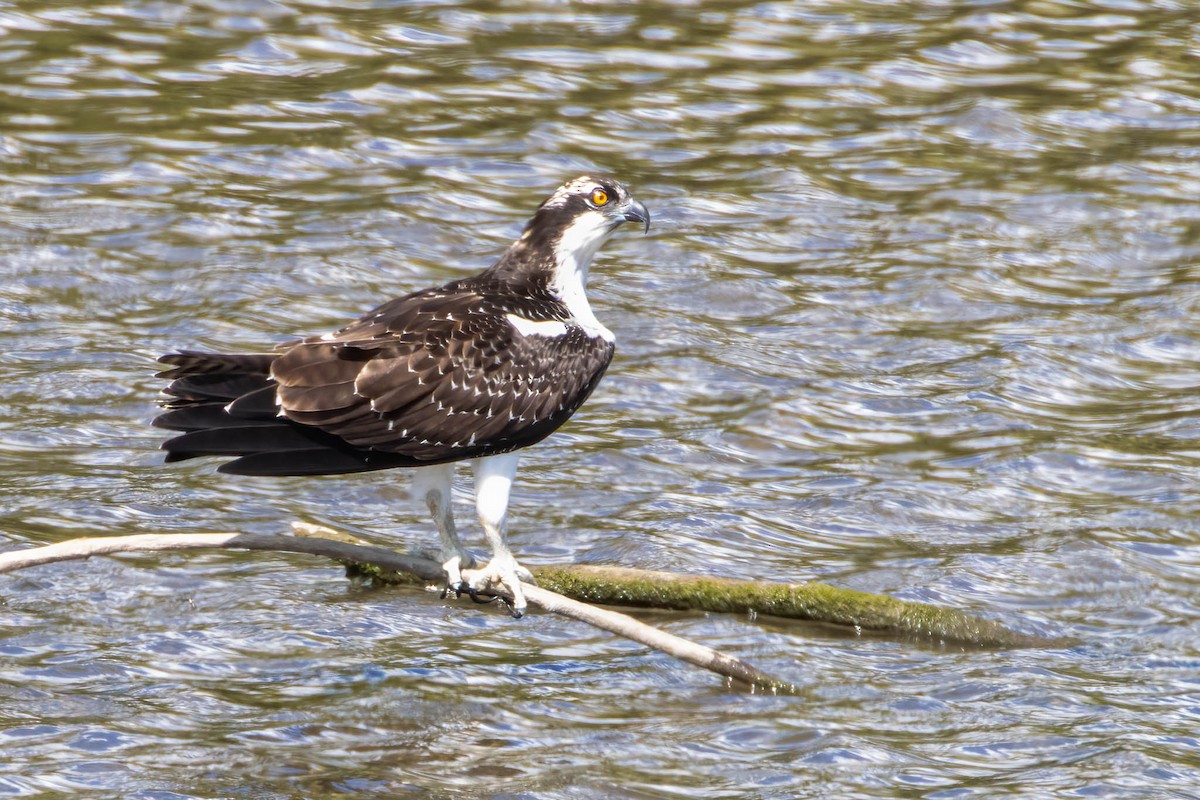 Osprey - ML646359341