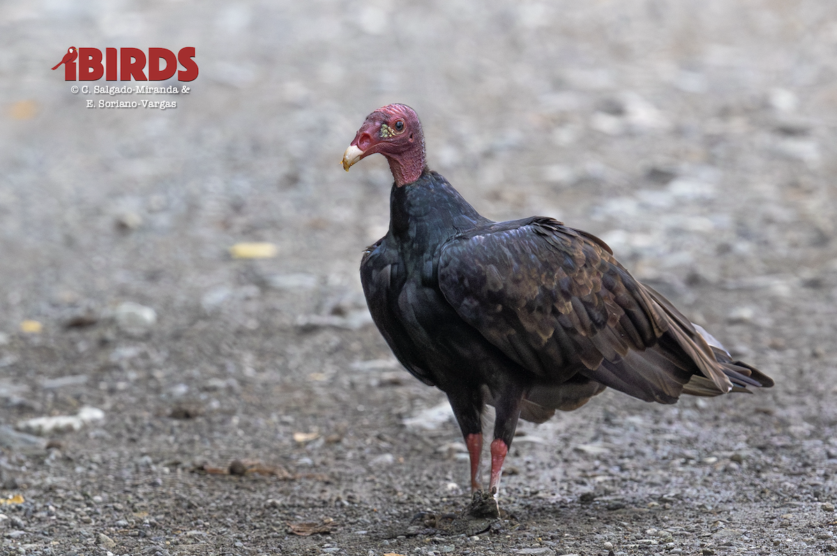 Turkey Vulture - ML646359342