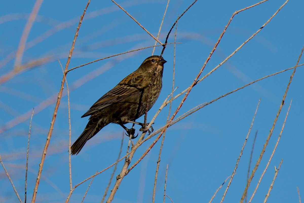 Red-winged Blackbird - ML646359344